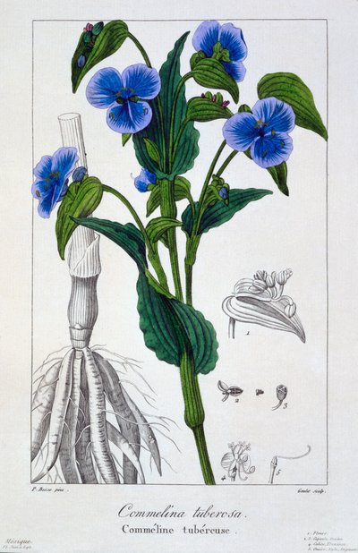Commelina Tuberosa, 1836 by Pancrace Bessa